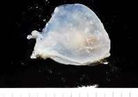 絨衣背肛海兔藏品圖，第3張