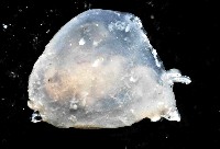絨衣背肛海兔藏品圖，第4張