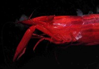 海羊齒共生長臂蝦之一種藏品圖，第3張