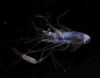 海羊齒共生長臂蝦之一種藏品圖，第3張