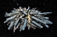 口鰓海膽藏品圖，第4張