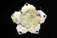 杜氏窪角海膽藏品圖，第2張