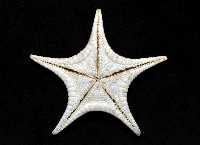 細(窄)花海星藏品圖，第2張