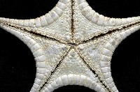 細(窄)花海星藏品圖，第3張