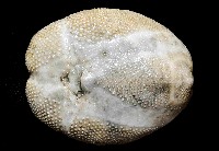 呂宋沐海壺藏品圖，第4張