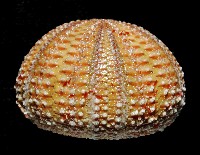 雙色角孔海膽藏品圖，第3張