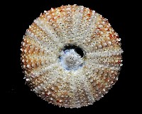 雙色角孔海膽藏品圖，第4張