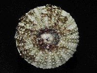 雜色角孔海膽藏品圖，第3張