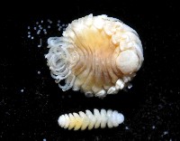中華淺鰓虱藏品圖，第1張