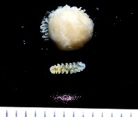 中華淺鰓虱藏品圖，第4張