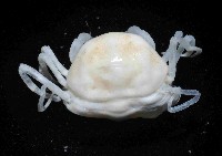 中華蚶豆蟹藏品圖，第3張