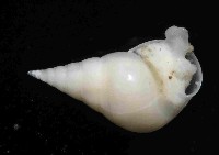 水滴寄居螺藏品圖，第3張