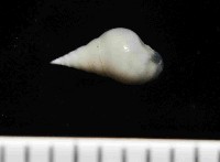 水滴寄居螺藏品圖，第4張
