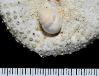 水滴寄居螺藏品圖，第1張