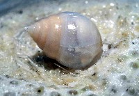 水滴寄居螺藏品圖，第4張