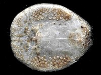 扁仙壺海膽藏品圖，第2張