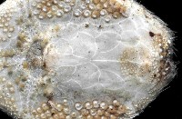 扁仙壺海膽藏品圖，第3張