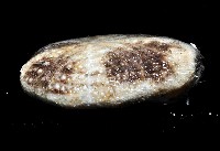 扁仙壺海膽藏品圖，第4張