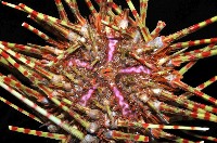 斑腔海膽藏品圖，第2張