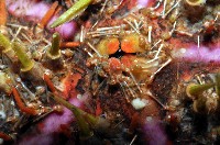 斑腔海膽藏品圖，第3張