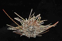 斑腔海膽藏品圖，第4張