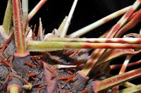 浪腔海膽(波紋腔海膽)藏品圖，第3張