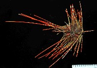 浪腔海膽(波紋腔海膽)藏品圖，第1張