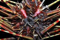 浪腔海膽(波紋腔海膽)藏品圖，第2張