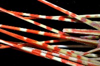 浪腔海膽(波紋腔海膽)藏品圖，第3張