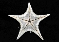 騎士章海星藏品圖，第2張