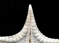 騎士章海星藏品圖，第3張