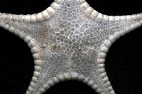 平滑(光滑)花海星藏品圖，第2張