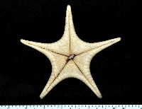 平滑(光滑)花海星藏品圖，第4張