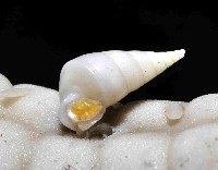 強壯瓷螺(暫譯)藏品圖，第3張