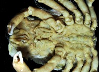 瘤狀圓腔蟹藏品圖，第4張