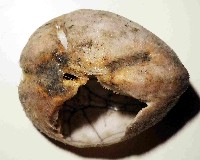 命運神海膽藏品圖，第1張