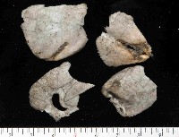 命運神海膽藏品圖，第3張