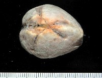 命運神海膽藏品圖，第1張