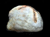 命運神海膽藏品圖，第2張