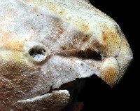 命運神海膽藏品圖，第3張