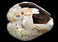 命運神海膽藏品圖，第4張