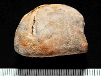 命運神海膽藏品圖，第1張