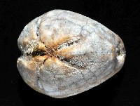 命運神海膽藏品圖，第2張