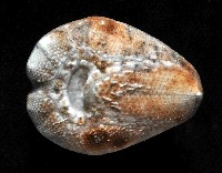 命運神海膽藏品圖，第3張