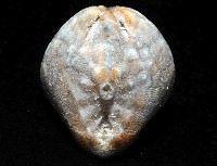 命運神海膽藏品圖，第4張