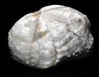 吻壺海膽藏品圖，第2張