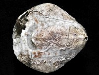 吻壺海膽藏品圖，第4張