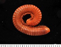 磚紅厚甲馬陸藏品圖，第2張