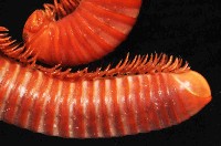磚紅厚甲馬陸藏品圖，第3張