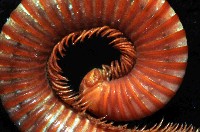 磚紅厚甲馬陸藏品圖，第4張